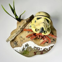 Helmet Crab - Thumbnail 3