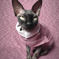 Heathers  (Burgundy) - Rolled Collar - Thumbnail 1