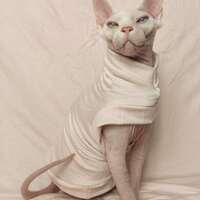 Pale Pink Pussy - Thumbnail 2