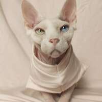 Pale Pink Pussy - Thumbnail 1