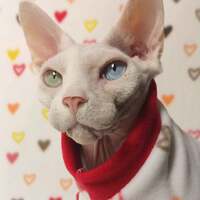 Tiny Hearts - Thumbnail 2