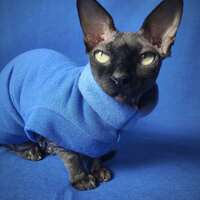 Heathers (Sky Blue) - Rolled Collar - Thumbnail 2