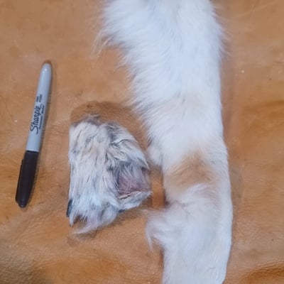 Real gray wolf paw with some claws and legskin