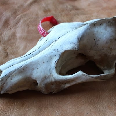 Real alaskan gray wolf skull shipping included