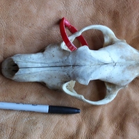 Real Alaskan Gray Wolf Skull SHIPPING INCLUDED - Thumbnail 1