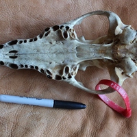 Real Alaskan Gray Wolf Skull SHIPPING INCLUDED - Thumbnail 2
