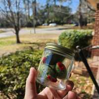 Felt Jar of Olives  - Thumbnail 1