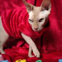 The Kissing Booth Vegan Fur - Thumbnail 2