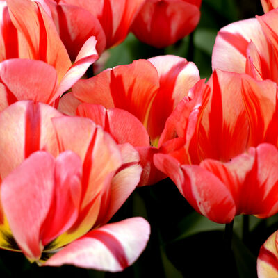 Tulips cross stitch pattern