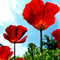 Red Poppies Cross Stitch Pattern - Thumbnail 2