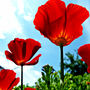 Red Poppies Cross Stitch Pattern-2