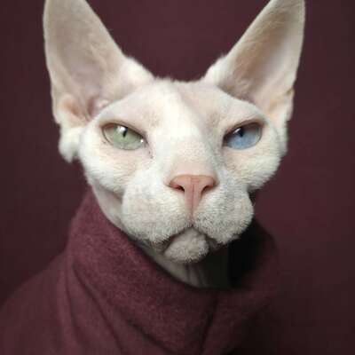 Marooned - rolled collar