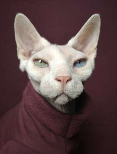 Marooned - Rolled Collar