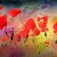 Poppies In The Breeze Cross Stitch Pattern - Thumbnail 2
