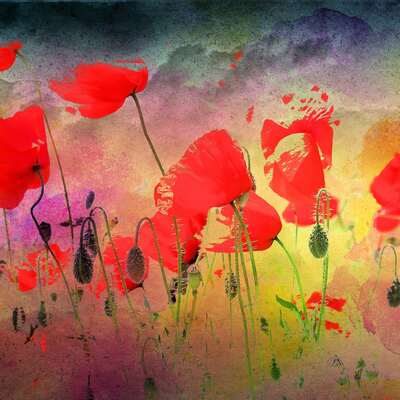 Poppies in the breeze cross stitch pattern