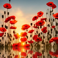 Poppies At Sunset Cross Pattern - Thumbnail 2