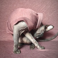 Heathers (Merlot) - Rolled Collar - Thumbnail 1