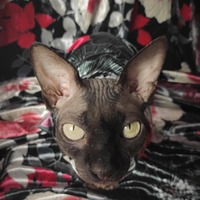 Hong Kong Garden (Red) - Thumbnail 2