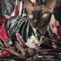 Hong Kong Garden (Red) - Thumbnail 1