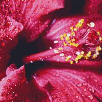 Dew On A Hibiscus Cross Stitch Pattern  - Thumbnail 1