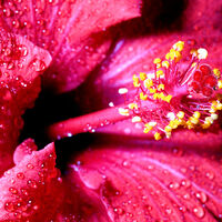 Dew On A Hibiscus Cross Stitch Pattern  - Thumbnail 2