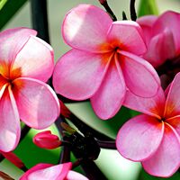 Delicate Flowers Cross Stitch Pattern - Thumbnail 2