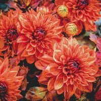 Dahlias Cross Stitch Pattern - Thumbnail 1