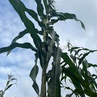 Conico Azul Blue Corn Masa Puebla Tamale Maize 20 Seed Pack - Thumbnail 1