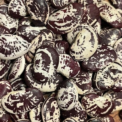 Christmas lima fagioli del papa chestnut calico bean heirloom seed packet