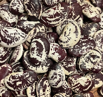 Christmas Lima Fagioli del Papa Chestnut Calico Bean Heirloom Seed Packet