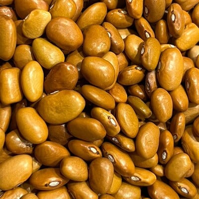 Ayocote amarillo frijoles bean heirloom seed packet