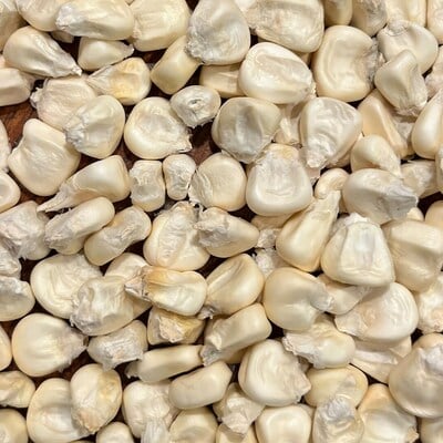 Cacahuazintle white corn masa pozole tamale maize 20 seed pack