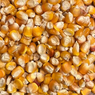 Yellow tuxpeño dent corn masa puebla tamale maize 20 seed pack