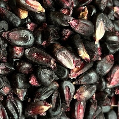 Conico purple morado corn masa puebla tamale maize 20 seed pack