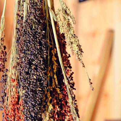 Mixed colors sorghum molasses cane broom corn heirloom seed packet