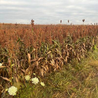 Dwarf grain sorghum molasses cane broom corn heirloom seed packet