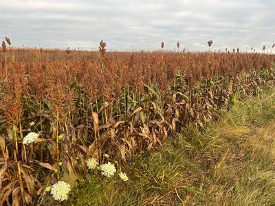 Dwarf Grain Sorghum Molasses Cane Broom Corn Heirloom Seed Packet