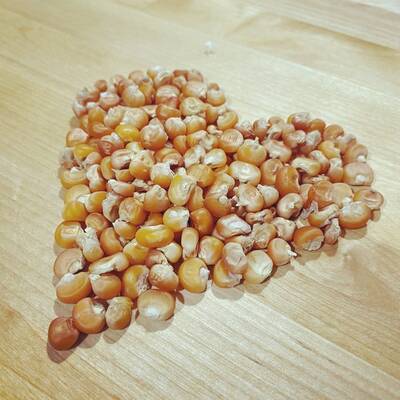 Otto file orange polenta italian heirloom flint corn eight row