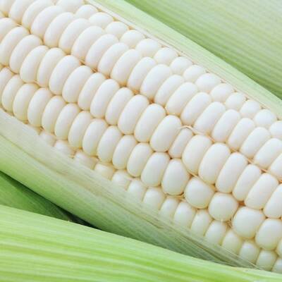 Silver queen sweet corn premium seed packet