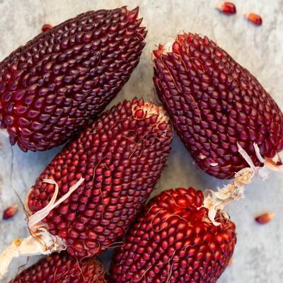 Strawberry popcorn heirloom seed packet