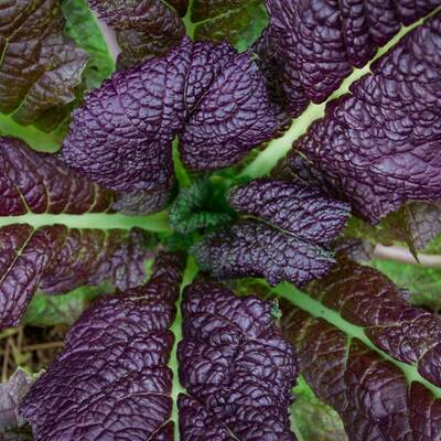 Red giant mustard greens premium seed packet