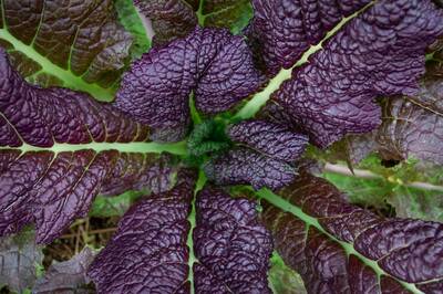 Red Giant Mustard Greens Premium Seed Packet