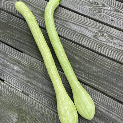 Tromboncino italian heirloom zuchetta zucchetta squash premium seed packet