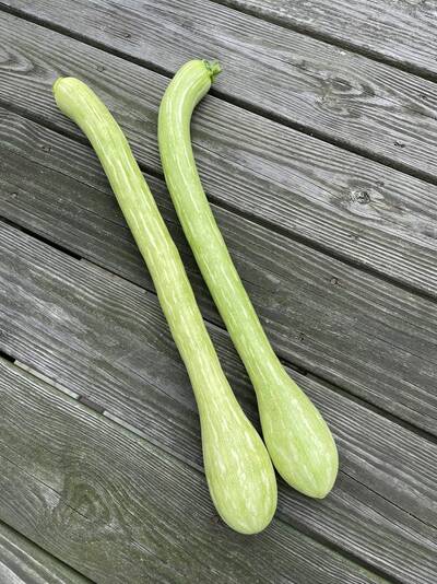 Tromboncino Italian Heirloom Zuchetta Zucchetta Squash Premium Seed Packet