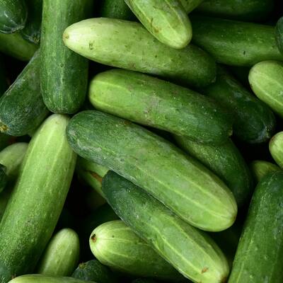 Marketmore 76 cucumber salad slicing heirloom premium seed packet