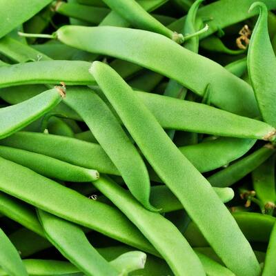 Romano italian green bush bean premium seed packet