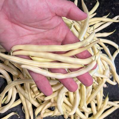 Heirloom golden yellow wax bean premium seed packet