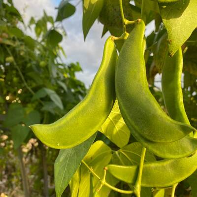 King of the garden climbing pole lima bean vining heirloom seed packet