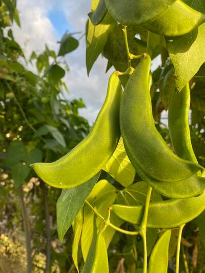 King of the Garden Climbing Pole Lima Bean Vining Heirloom Seed Packet