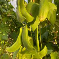 King of the Garden Climbing Pole Lima Bean Vining Heirloom Seed Packet - Thumbnail 1